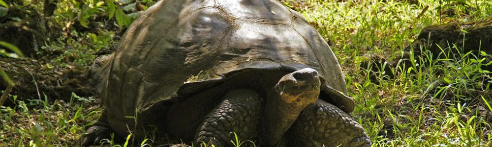 galapagos giant tortoise