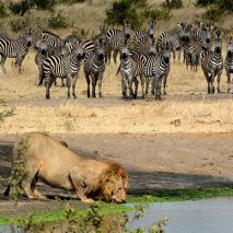 WINGS OVER AFRICA UAS - Tour Image (Wildlife at Waterhole)