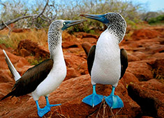 galapagos islands tour