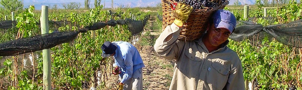 cyprus grape harvest