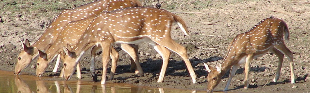 india deer holiday