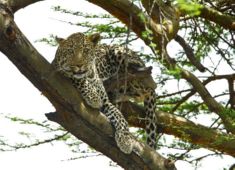 leopard wildlife photography tour