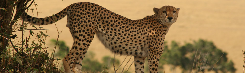 tanzania cheetah