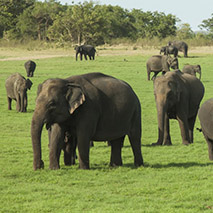 elephants-in-minneriya