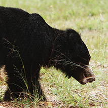 sloth-bear-wilpattu