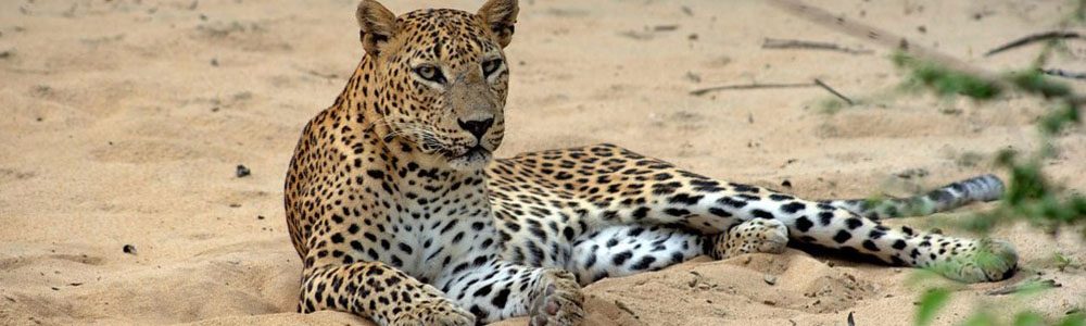 sri-lanka-wild-trails-leopard