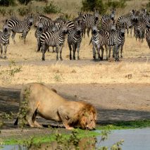 HEART of AFRICA Tour Wildlife at Waterhole