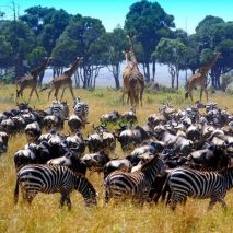 HEART of AFRICA tour Kenya Wildlife