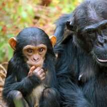 HEART of AFRICA tour Kungwe Baby Chimp