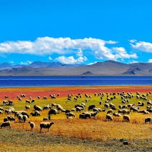 TIBET - Yamdrok Lake Surrounds