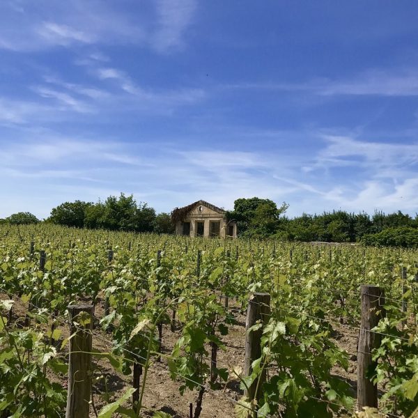 saint-emilion-2401541_1280