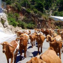 Andalusia Destination GASTRONOMY (Andalusian Goats)